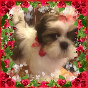 Meet your Posher, Amany